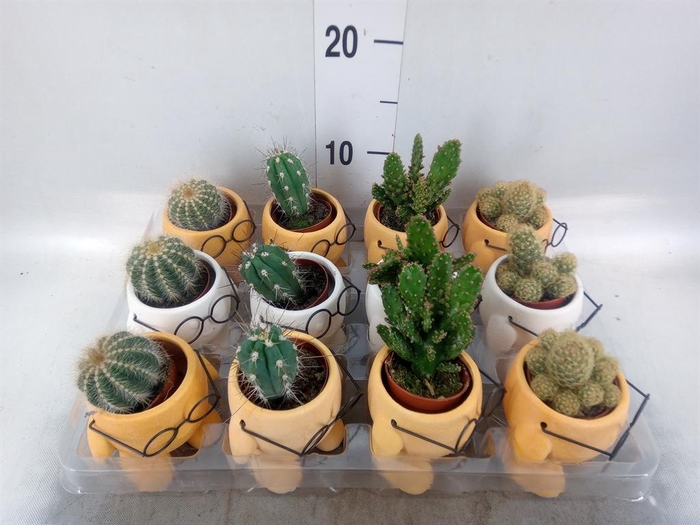 <h4>Cactus   ...mix</h4>