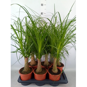 Beaucarnea recurvata