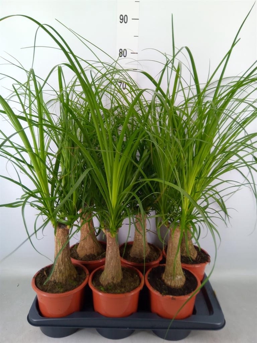 <h4>Beaucarnea recurvata</h4>