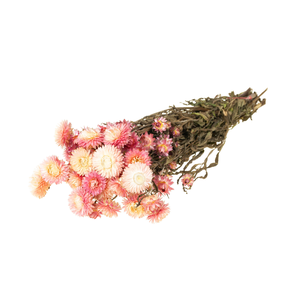 Helichrysum Natural Pink