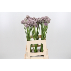 Allium Ampeloprasum