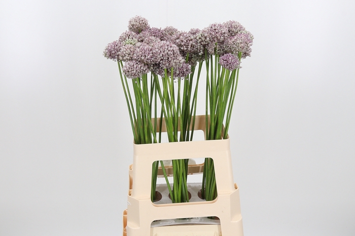 <h4>Allium Ampeloprasum</h4>