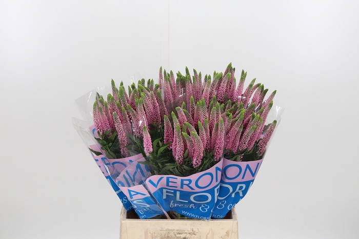 <h4>Veron Smart Enjoyce</h4>