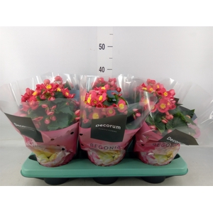 Begonia elat. HL 'Valentino Pink'