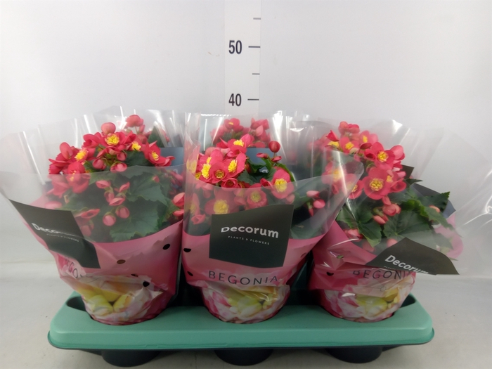 <h4>Begonia elat. HL 'Valentino Pink'</h4>