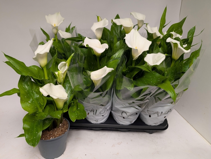 <h4>ZANT CAPT FRESCO</h4>