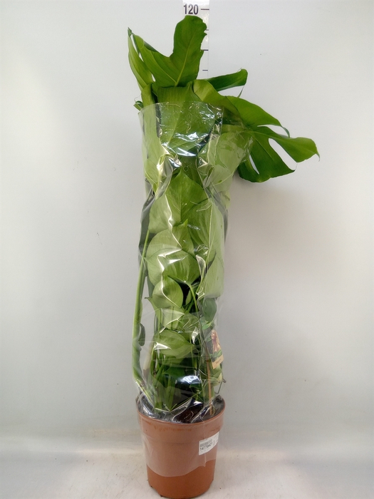 <h4>Monstera delic.</h4>
