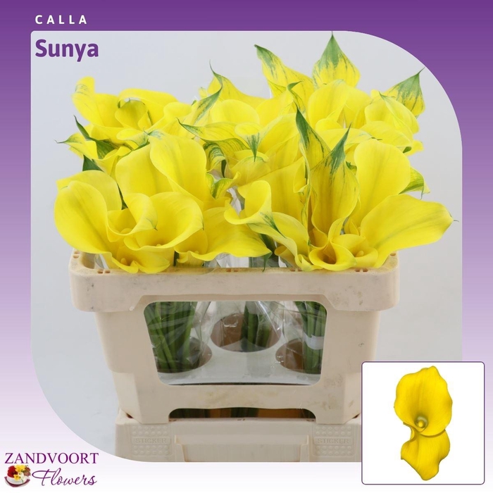 <h4>Calla Sunya | Dubbelbloemig</h4>