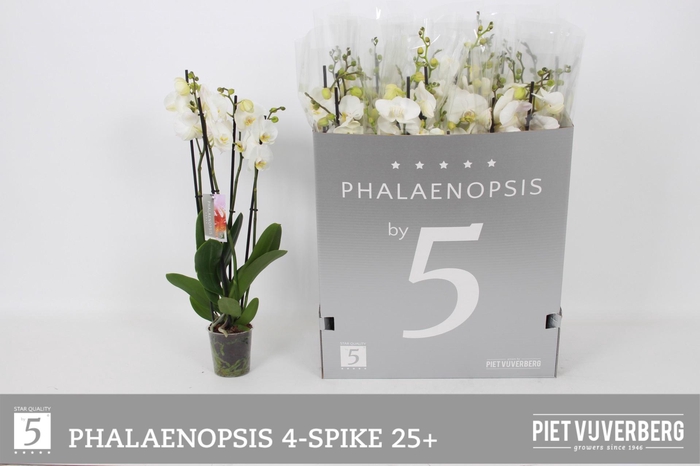 <h4>PHAL OV WIT</h4>