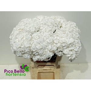 Hydrangea royal highness