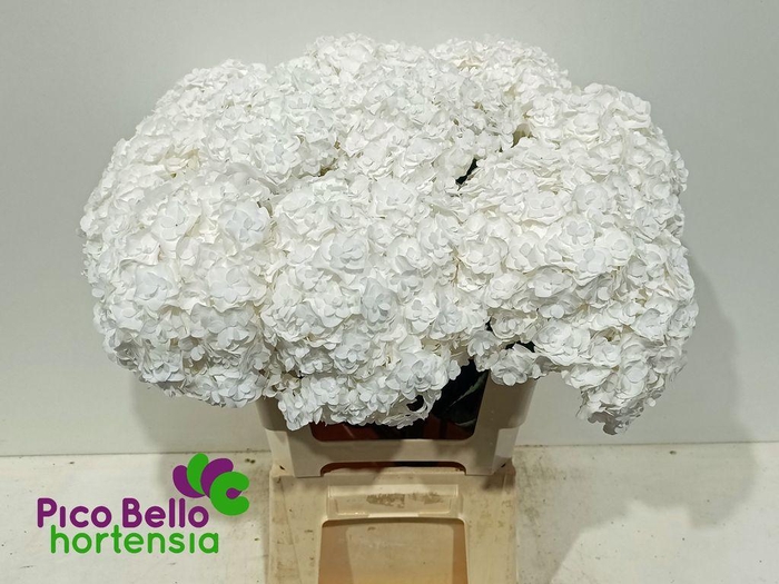 <h4>Hydrangea royal highness</h4>