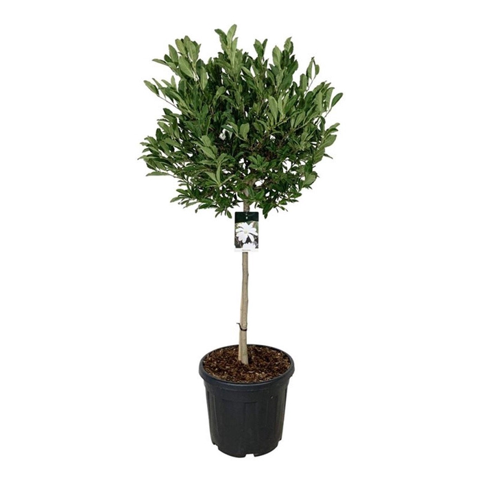 <h4>Magnolia stellata</h4>