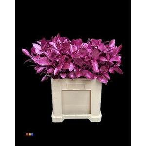 Ruscus Metallic Cerise