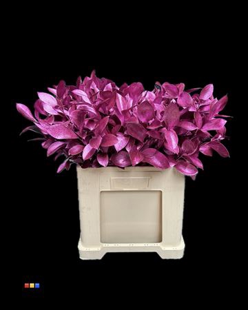 <h4>Ruscus Metallic Cerise</h4>