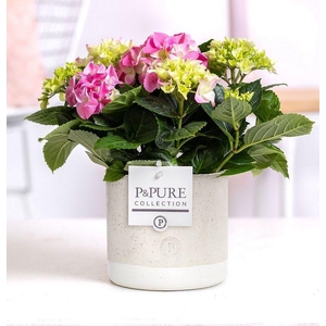 Hydrangea pink in P&PURE Jade ceramics