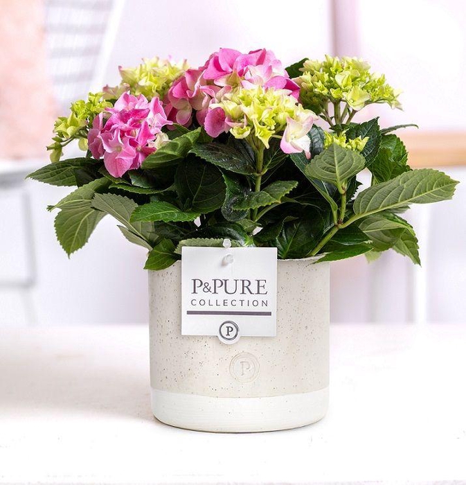 <h4>Hydrangea pink in P&PURE Jade ceramics</h4>