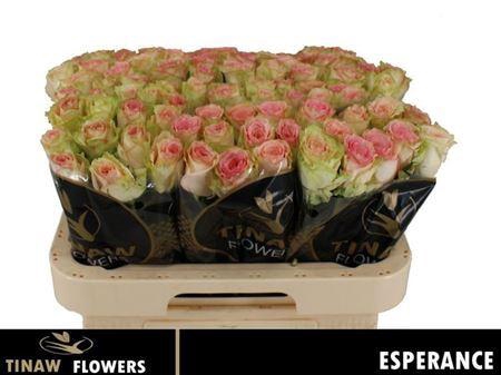 <h4>R Gr Esperance</h4>