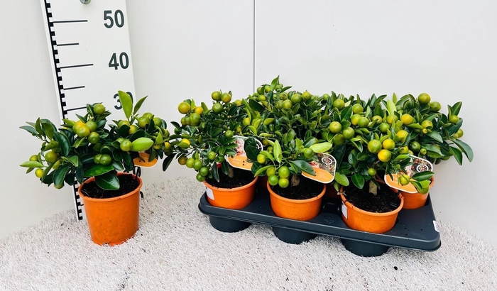 <h4>CITR MICROCARPA</h4>