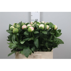 Paeo Col Owen Cousin