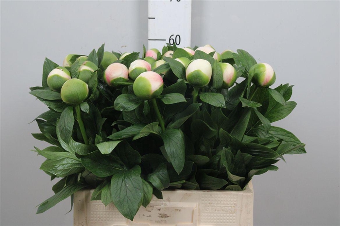 <h4>Paeo Col Owen Cousin</h4>