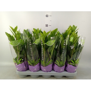 Zamioculcas zamiifolia