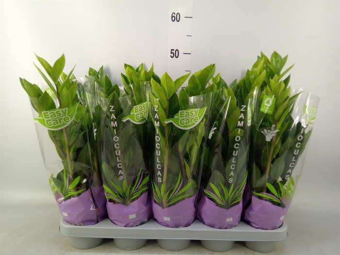 <h4>Zamioculcas zamiifolia</h4>