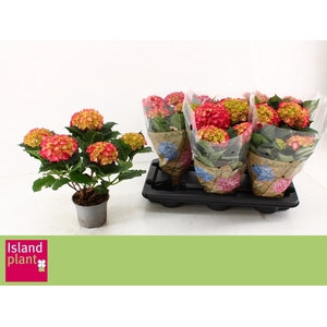 HYDR M DUTCH L SELMA