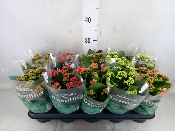 <h4>Kalanchoe blos. 'RosDon Collection'</h4>