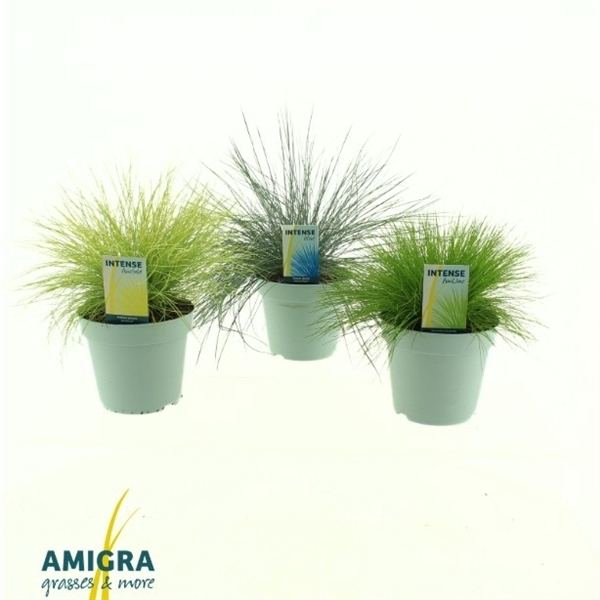 <h4>Siergrassen Mix 17cm</h4>