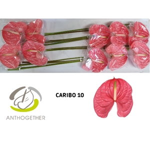 ANTH A CARIBO 10