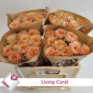 Rosa a grande fleur Living Coral