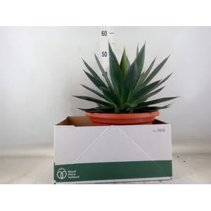 Agave  'Shaka Zulu'