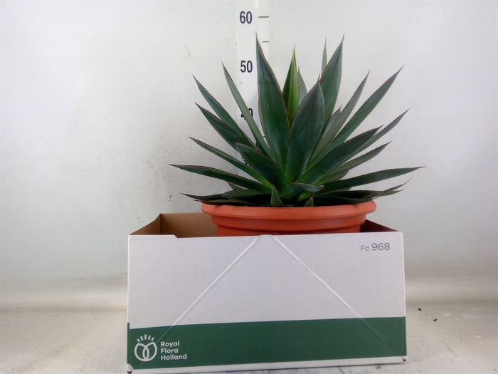 <h4>Agave  'Shaka Zulu'</h4>