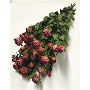 DROOG ROSES SPRAY ZADIQUE