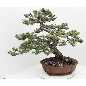 Taxus cuspidata, pot 50cm. Height 80cm. (single item)