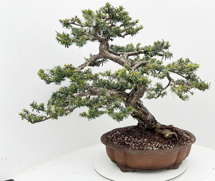 <h4>Taxus cuspidata, pot 50cm. Height 80cm. (single item)</h4>