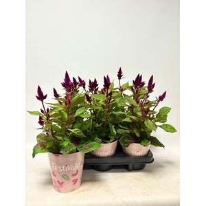 KAMERPL BLOEIEND GEM