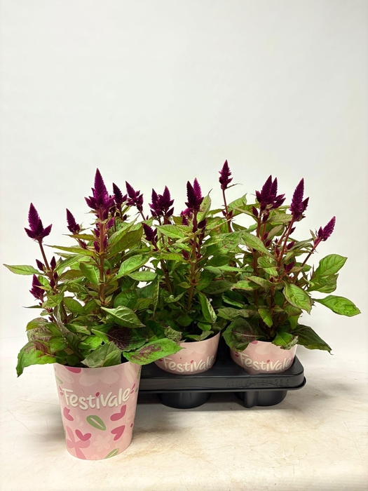 <h4>KAMERPL BLOEIEND GEM</h4>