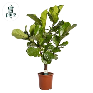 Ficus Lyrata Vertakt p24 (Air so Pure)