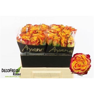 Rosa a grande fleur Crimson Sky+