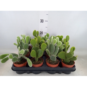 Opuntia microdasys