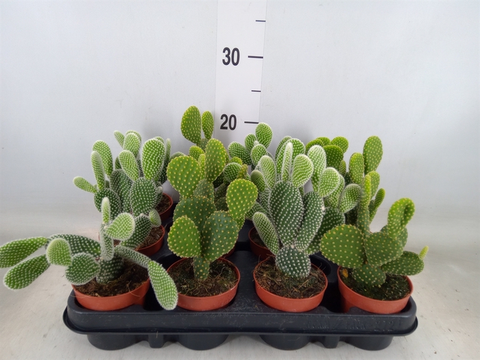 <h4>Opuntia microdasys</h4>