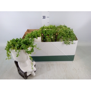 Arr.   Kamerplant Groen L%