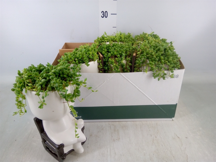 <h4>Arr.   Kamerplant Groen L%</h4>