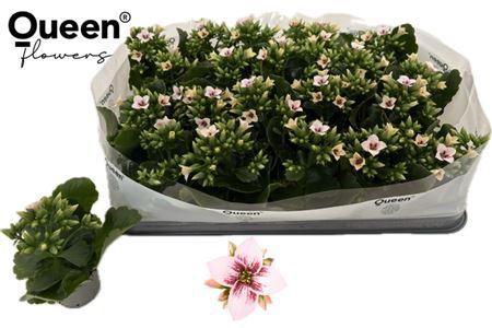 <h4>Kal En Ef Shiloh</h4>