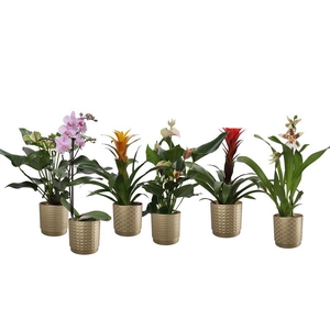 Sarah p12 gold mix Epifyten mix