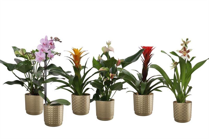 <h4>Sarah p12 gold mix Epifyten mix</h4>