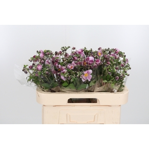 Anemone Robustissima