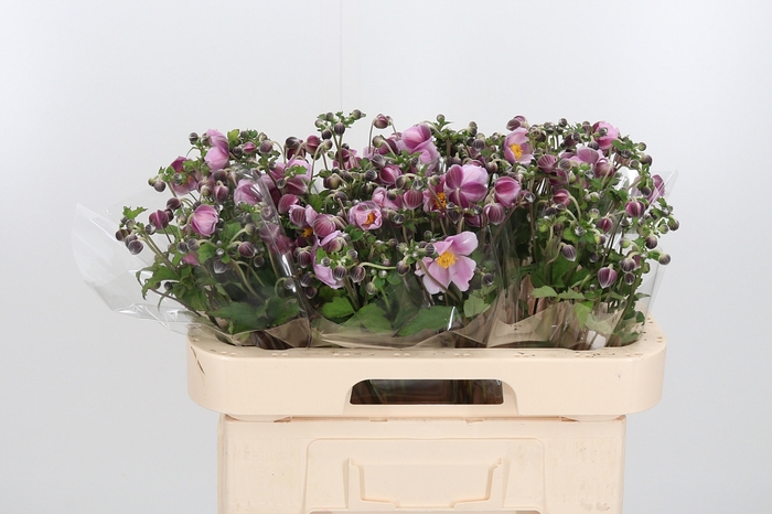 <h4>Anemone Robustissima</h4>