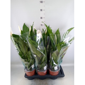 Spathiphyllum  'Bingo Cupido'